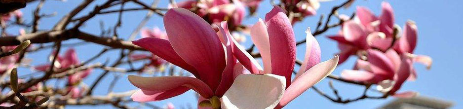 世俱杯官方平台